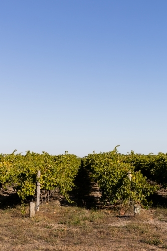 Summer views down the vineyard - Australian Stock Image