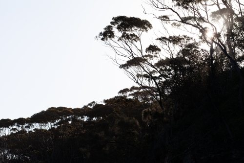 Sun behind trees - Australian Stock Image