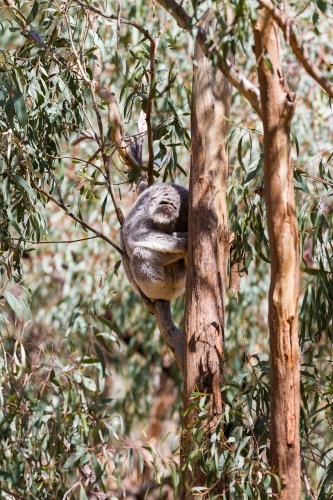 Sun dappled sleeping koala curled up in a eucalyptus tree - Australian Stock Image