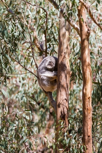 Sun dappled sleeping koala curled up in a eucalyptus tree
