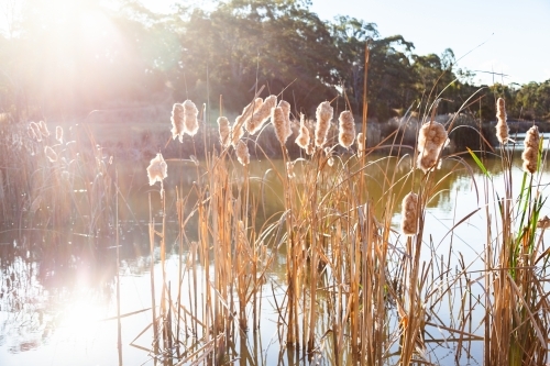 Sun flare over bulrushes and dam - Australian Stock Image