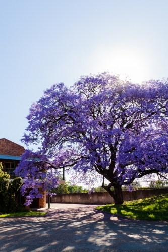 Sun flare over purple flowering jacaranda tree beside street in singleton - Australian Stock Image