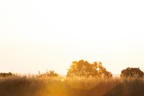 Sun flare over the field with tall grasses - Australian Stock Image