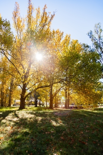 Sun flare through backlit golden yellow autumn trees