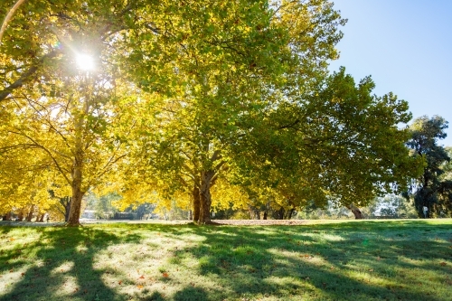 Sun flare through backlit golden yellow autumn trees - Australian Stock Image