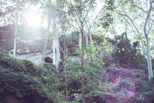 Sun flare through forest - Australian Stock Image