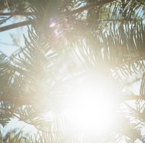 Sun Flare Through Pine Needles - Australian Stock Image