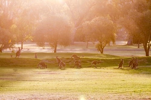 Sun flare view of grazing wallabies on a golf course in the evening golden hour - Australian Stock Image