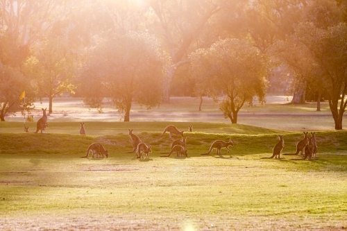 Sun flare view of grazing wallabies on a golf course in the evening golden hour