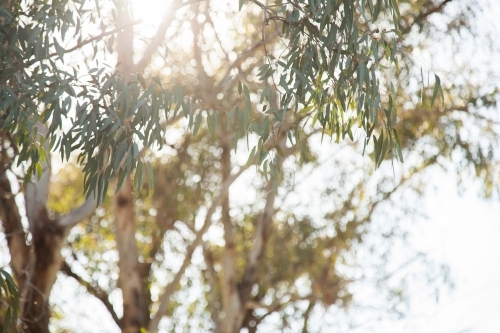 Sun flare with green gum leaves and bokeh light - Australian Stock Image