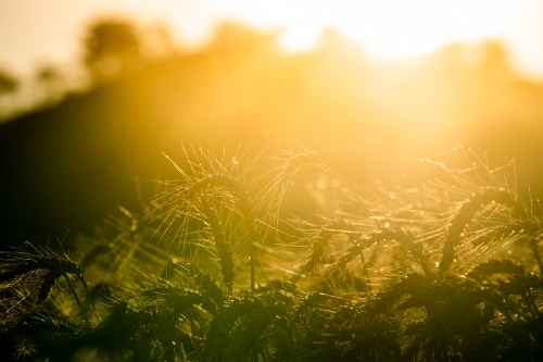 Sun flares through ripe wheat crop - Australian Stock Image