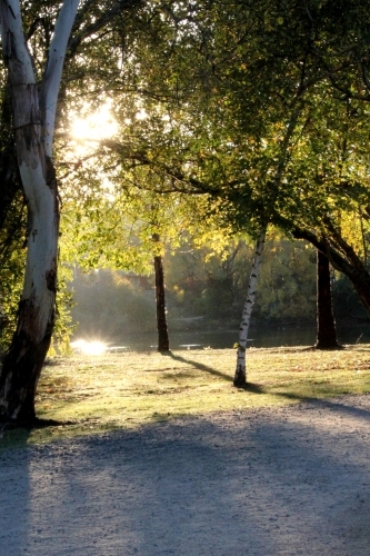 Sun glare through tree over lake - Australian Stock Image