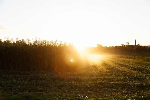 Sun rays and dust at sunset over paddock of forage crop on farm - Australian Stock Image