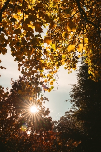 Sun rays through autumn foliage - Australian Stock Image