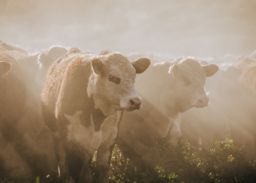 Sun rays through dusty air on herd of cattle