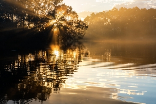 sun rays through gum trees in wetlands