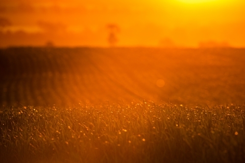Sun sets over field of Beckom wheat - Australian Stock Image