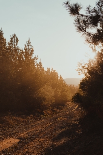 Sun setting on a dirt road through a pine forest in the Snowy Mountains - Australian Stock Image