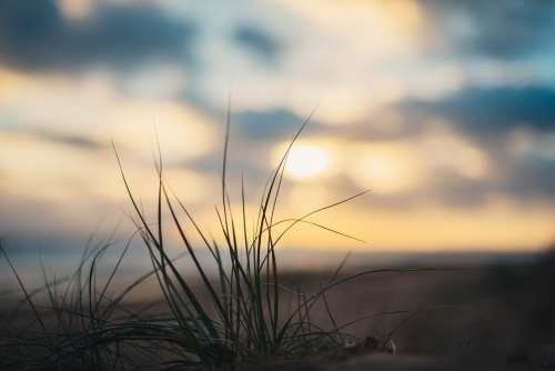 Sun setting over beach plant - Australian Stock Image