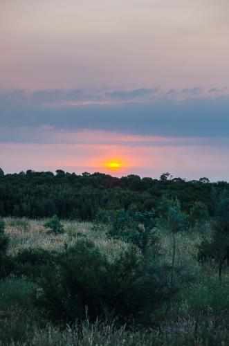 Sun setting over bushland