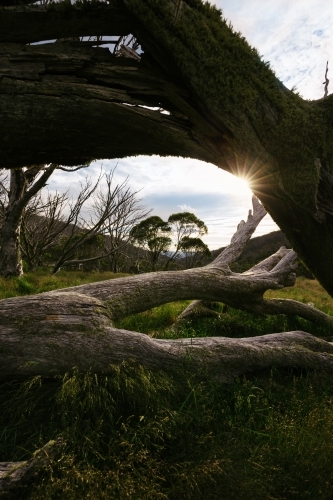 Sun setting over Dead Horse Gap behind fallen trees - Australian Stock Image