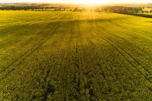 Sun setting over flowering canola crop on a farm - Australian Stock Image