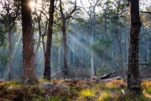 Sun shines through the smoke in the Australian bush.