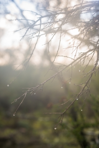 Sun shining on water droplets on a branch