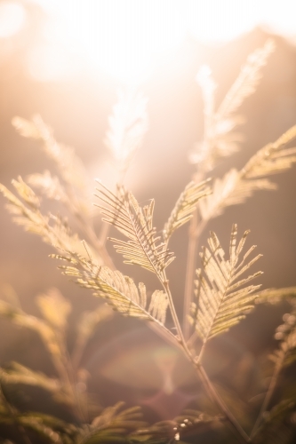 Sun shining right through plant leaves - Australian Stock Image