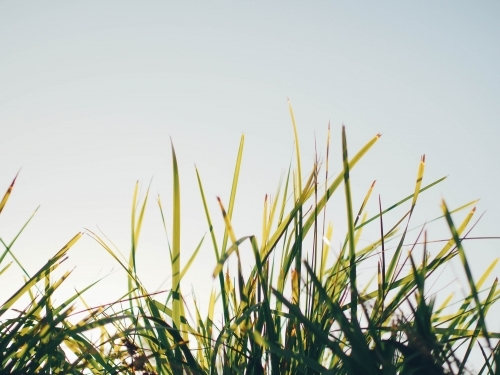 Sun shining through a plant - Australian Stock Image