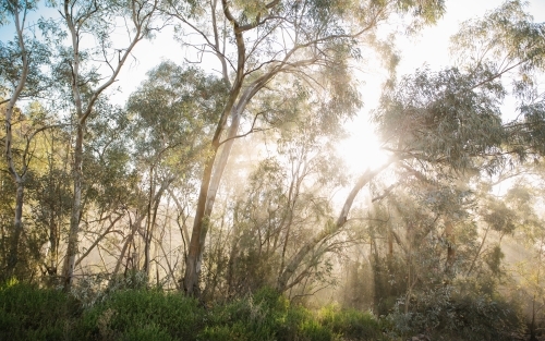 Sun shining through Aussie bush - Australian Stock Image