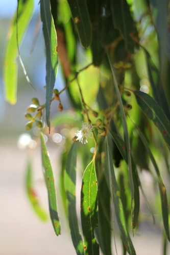 Sun shining through Eucalypt - Australian Stock Image