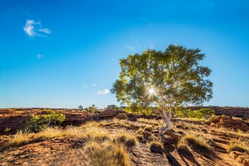 Sun shining through the tree on the edge of a rocky canyon - Australian Stock Image