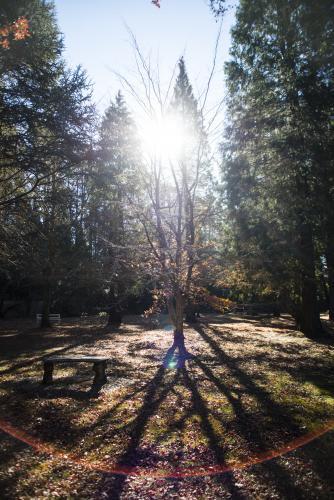 Sun shining through tree in winter park