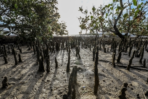 Sun shining through trees on coastline at low tide - Australian Stock Image