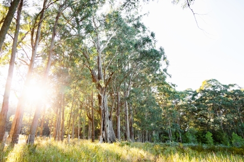 Sun star through forest trees - Australian Stock Image