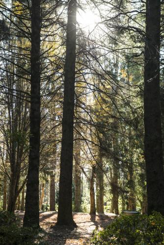 Sun through tall old pine trees