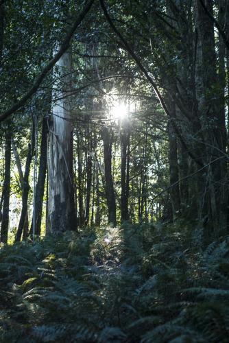 Sun through trees in bushland