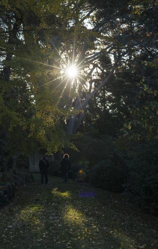 Sun through trees in overgrown garden where two people walk