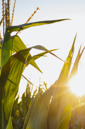 Sunbeam passing through vibrant corn plants in the field. - Australian Stock Image