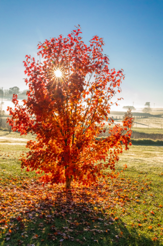 Sunbeams through the autumn foliage against a blue sky - Australian Stock Image