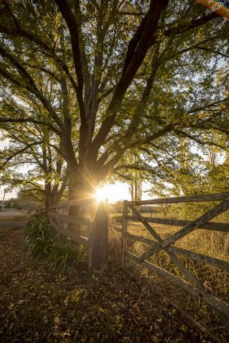 Sunburst over farm gate in autumn - portrait - Australian Stock Image