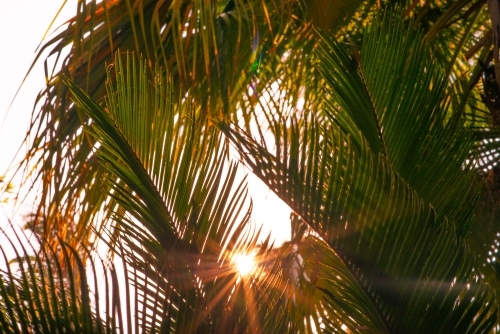 sunflare through palm trees - Australian Stock Image