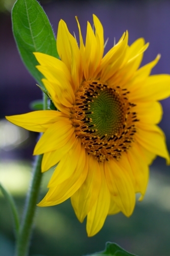 sunflower - Australian Stock Image