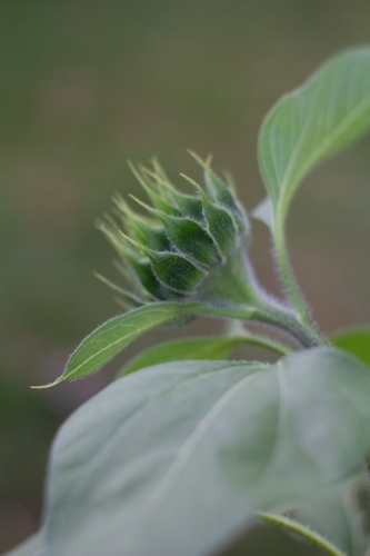 sunflower before bloom - Australian Stock Image