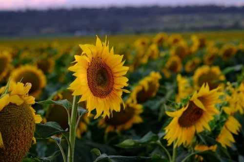 Sunflower field at Allora - Australian Stock Image