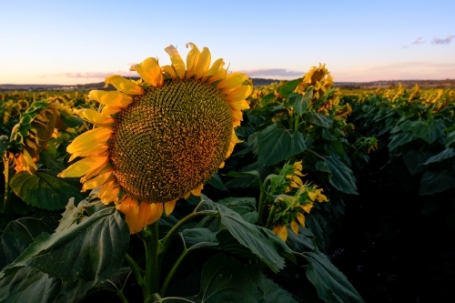 Sunflower field at Allora - Australian Stock Image