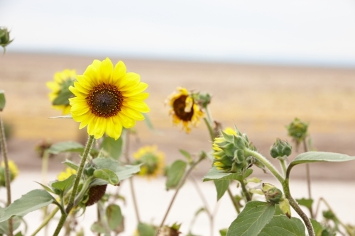 Sunflower field - Australian Stock Image