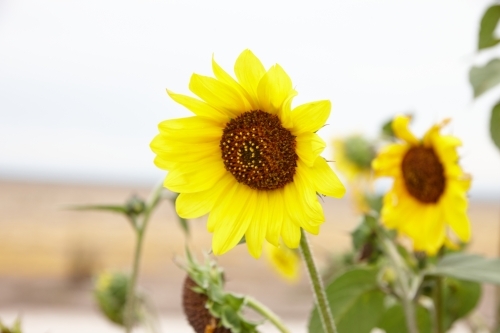 Sunflower field - Australian Stock Image