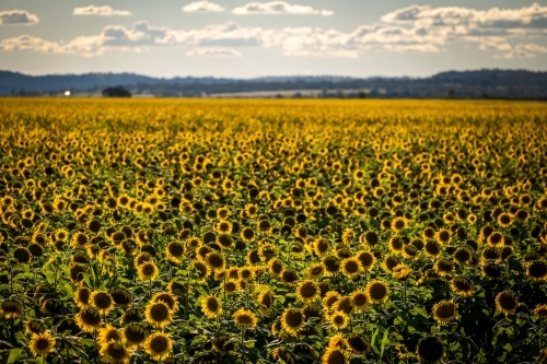 Sunflower field in bloom - Australian Stock Image